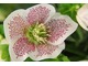 Helleborus "SP Conny"