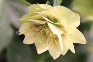 Helleborus EXP. 1896