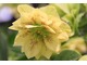 Helleborus EXP. 1896