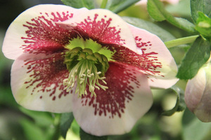 Helleborus 'SP Charlotte'