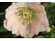 Helleborus 'SP Frilly Isabelle'