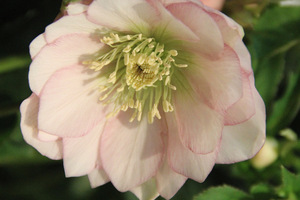 Helleborus 'SP Frilly Isabelle'