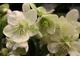 Helleborus 'HGC Ice Breaker'  Max