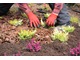 Ściółkowanie korą po posadzeniu  pomoże utrzymać wilgoć i ograniczy wahania temperatury gleby