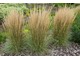 Calamagrostis x acutiflora 'Karl Foerster'