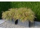 Hakonechloa macra w donicach