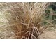 Carex buchananii o miedzianej barwie