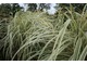 Miscanthus sinensis "Variegatus" o białych listkach