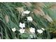 Kwiatostany miskanta chińskiego w zestawieniu z zawilcem, fot. Hanna Szczęsna