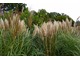  Nie wszystkie ozdobne trawy są też odporne w każdej strefie, więc sprawdzenie, czy trawa będzie rosnąć w naszym obszarze, pomoże w zawężeniu pola