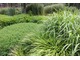 Hakonechloa macra w ogrodzie z topiarami