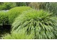 Liście trawy o nazwie Hakonechloa wyginają się w łuk niczym wodospad