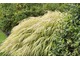 Hakonechloa macra "Aureola"