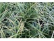 Carex morrovii "Variegata"
