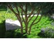 Festuca scoparia - kostrzewa miotlasta posadzona w dużej jednogatunkowej masie wygląda zjawiskowo, ponieważ tworzy niskie, zwarte, zielone poduchy, które zachowują kolor nawet zimą