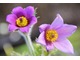 Głównym atutem sasanek są przepiękne, dzwonkowate kwiaty w kolorze fioletowo-niebieskim