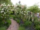 Różana pergola w ogrodzie romantycznym