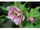 Helleborus 'Rock`n Roll'