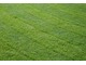 Piękny trawnik to zasługa dobrej kosiarki i systematycznej pielęgnacji