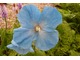 Meconopsis betonicifolia