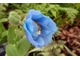 Meconopsis betonicifolia