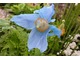 Meconopsis betonicifolia