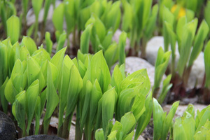 Młode liście funkii (Hosta) chronimy przed ślimakami