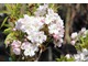 Prunus serrulata "Amanogawa" o kolumnowym pokroju
