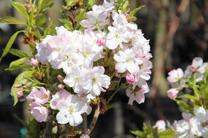 Prunus serrulata "Amanogawa" o kolumnowym pokroju