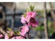 Prunus persica "Pink Peachy"