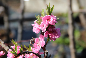 Prunus persica "Pink Peachy"