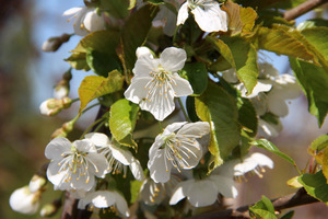 Prunus avium "Regina" - czereśnia "Regina" 