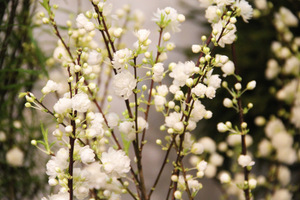 Prunus glandulosa "Alba Plena"