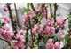 Prunus persica "Pink Peachy"