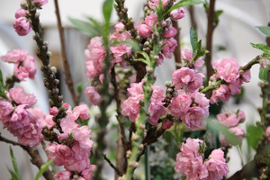 Prunus persica "Pink Peachy"