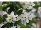 Exochorda "Serratifolia"