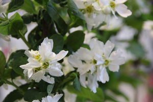 Exochorda "Serratifolia"