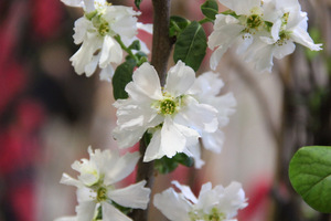 Exochorda "Serratifolia"