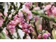 Prunus persica "Pink Peachy"