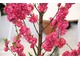 Prunus persica "Taoflora Red"