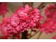 Prunus persica "Taoflora Red"