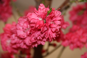 Prunus persica "Taoflora Red"