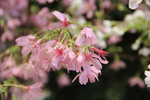 Prunus campanulata  "Okame"