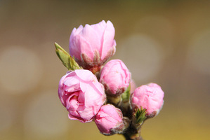 Prunus persica "Pink Peachy"