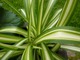 Zielistka (Chlorophytum) to sprawdzona roślina dodatkowa