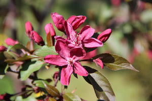 Malus "Royalty"