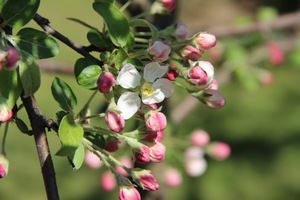 Malus "Ola"