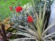 Cordyline australis "Torbay Dazzler" i Dahlia "Bishop of Llandaff"