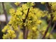 Cornus officinalis