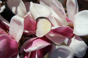 Magnolia "Satisfaction"